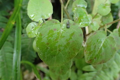 Fuchsia perscandens