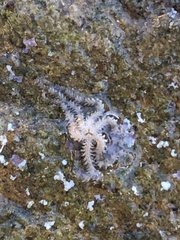 Ophiothrix spiculata