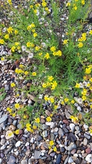 Senecio inaequidens