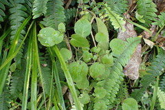Fuchsia perscandens