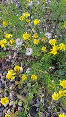 Senecio inaequidens