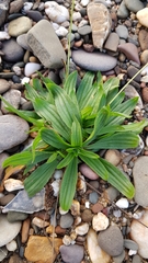Plantago lanceolata