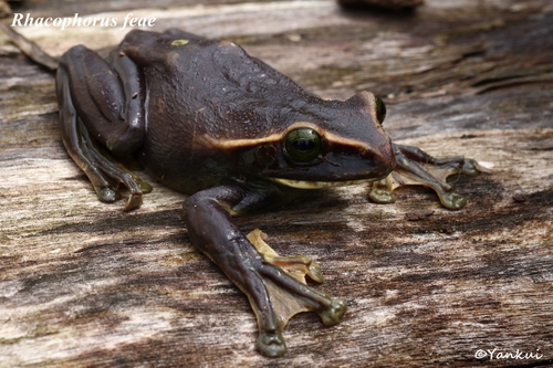 Fea's Flying Tree Frog