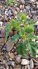 Datura stramonium
