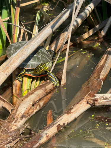 Western Painted Turtle