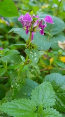 Lamium maculatum