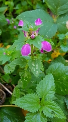 Lamium maculatum