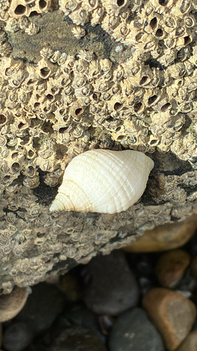 Nucella lapillus