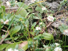 Pimelea prostrata