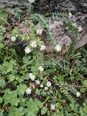 Pimelea prostrata