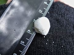 Rhipidura fuliginosa placabilis