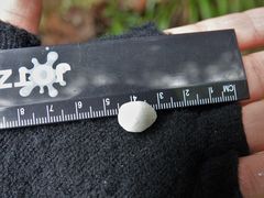 Rhipidura fuliginosa placabilis