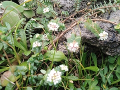 Pimelea prostrata