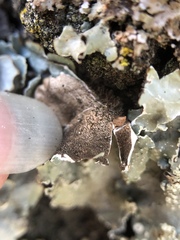 Punctelia perreticulata