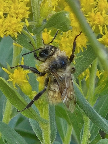 Great Basin Bumble Bee photo 5