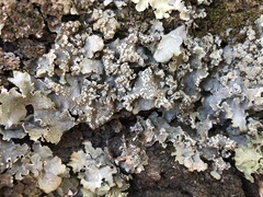 Punctelia perreticulata