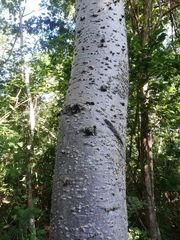 Amphipterygium glaucum