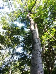 Amphipterygium glaucum