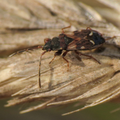 Scolopostethus diffidens