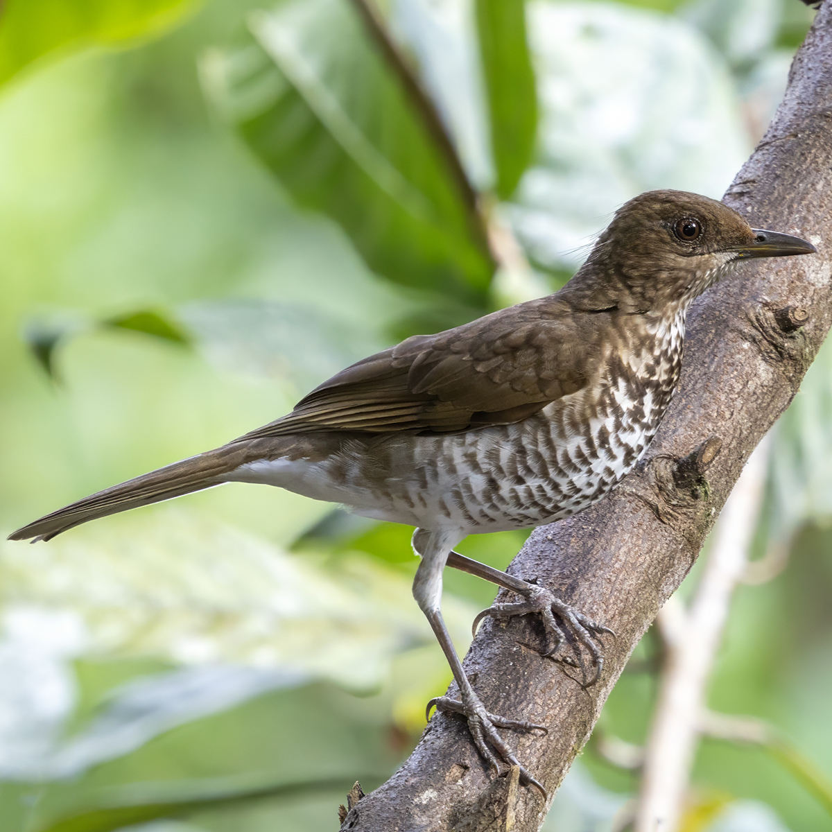 Maranon Thrush (Turdus maranonicus), photo 1