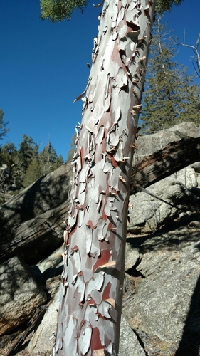 San Pedro cypress