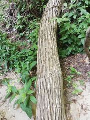 Dalbergia granadillo