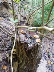 Dalbergia granadillo