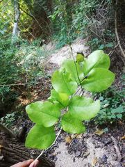 Dalbergia granadillo