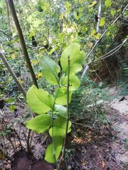 Dalbergia granadillo