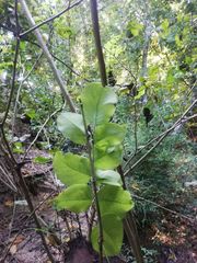 Dalbergia granadillo