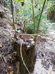 Dalbergia granadillo