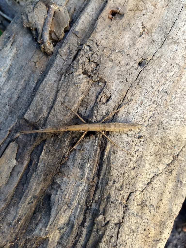 Ocnophila integra