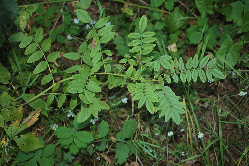 Наблюдение на iNaturalist