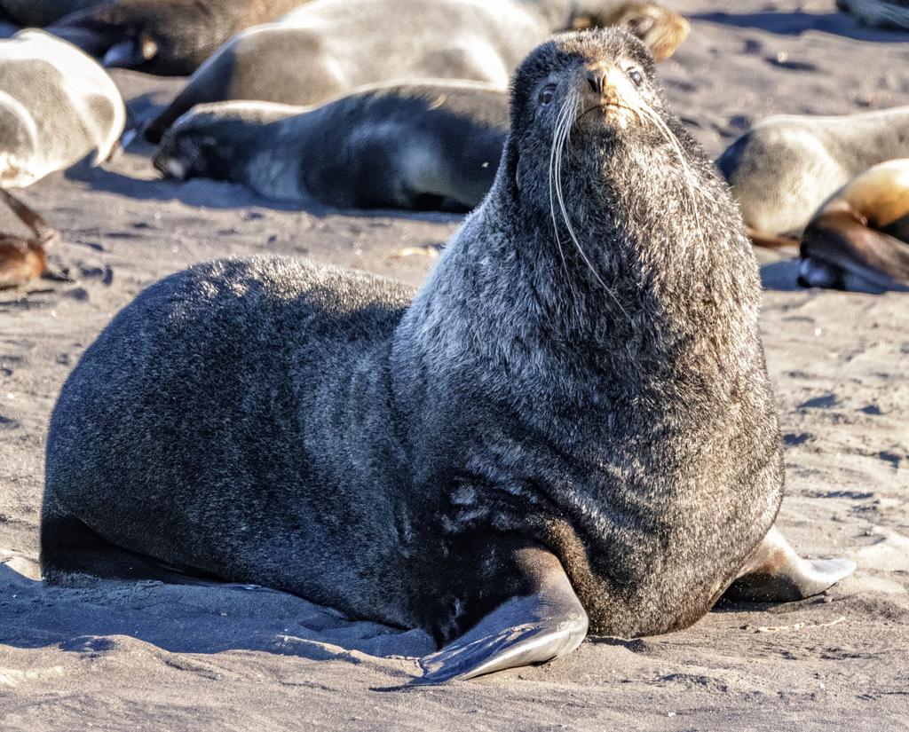 Large male northern fur seal resting on a sandy beach among other seals in the Aleutian Islands