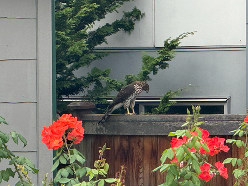 Cooper's Hawk