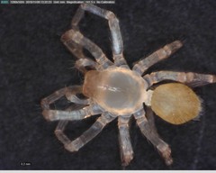 Cicurina vibora