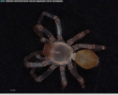 Cicurina vibora