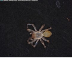 Cicurina vibora