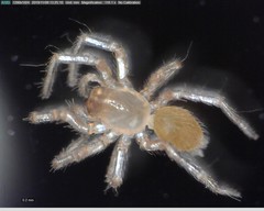 Cicurina vibora