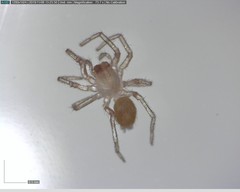 Cicurina vibora
