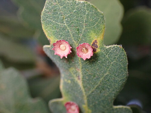 Saucer Gall Wasp photo 6