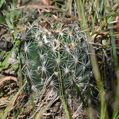 Coryphantha cornifera