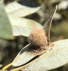 Disholandricus lasius