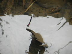 Heliocypha fenestrata cornelli