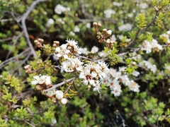 Kunzea tenuicaulis