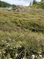 Kunzea tenuicaulis