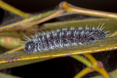 Delias harpalyce