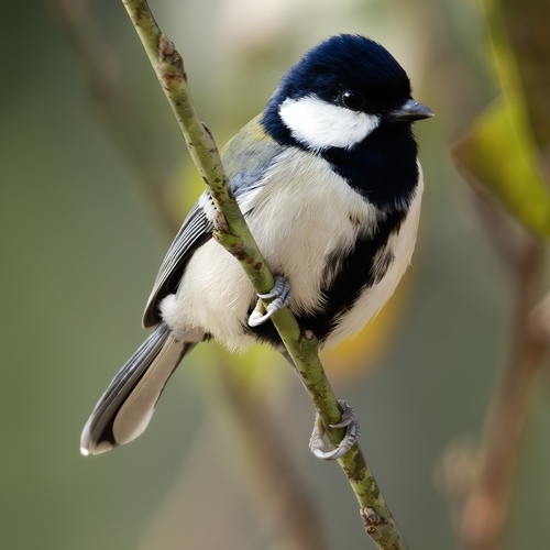 Asian Tit