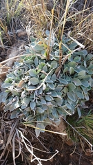 Physaria ovalifolia