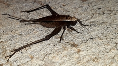 Eneoptera nigripedis